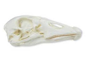 Domestic Goose Skull (Anser Spec.)