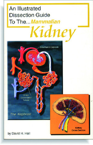 Illustrated Dissection Guides Mammalian Kidney Guide