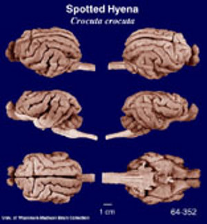 Brain Biodiversity Bank Atlases Spotted Hyena Brain Biodiversity Bank Atlases Spotted Hyena