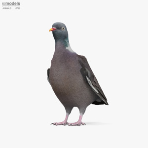 Wood Pigeon 3D Model