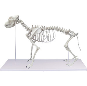 Dog Skeleton %22Olaf%22, Natural Size Dog Skeleton %22Olaf%22, Natural Size