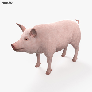 Pig 3D Model