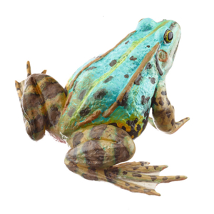 POOL FROG BLUISH MORPH, FEMALE