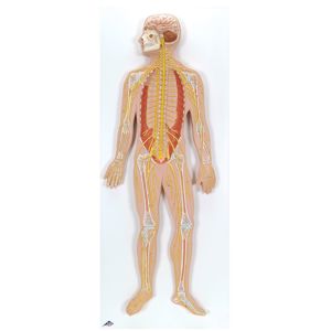 3B Human Nervous System Model