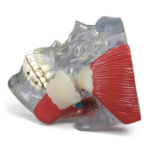 TMJ – Model TMJ – Model