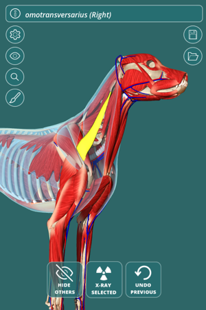 Visual Anatomy Canine (2)