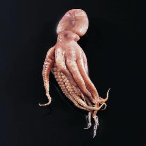 Model Octopus