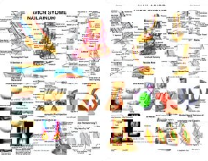Equine Navicular Syndrome Laminated Chart Equine Navicular Syndrome Laminated Chart