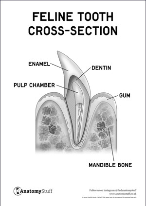 Feline Dental Anatomy Poster PDF
