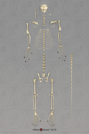 Aye Aye Skeleton, Disarticulated