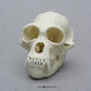 Siamang Skull, Male