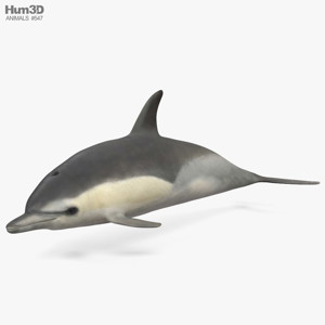 Common Dolphin 3D Model