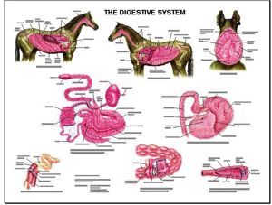 Equine Digestive Anatomy Laminated Chart