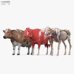 Complete Cow Anatomy 3D Model Complete Cow Anatomy 3D Model