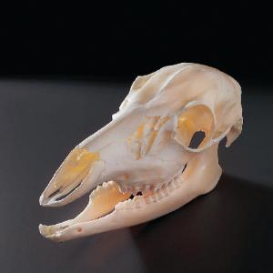 Deer Skull, Ward’S® Deer Skull, Ward’S®