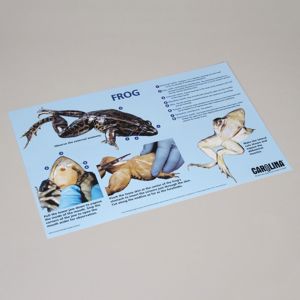 Carolina® Frog Dissection Mat