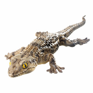 Zos 1204 Moorish Gecko Zos 1204 Moorish Gecko