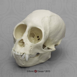 Squirrel Monkey Skull Squirrel Monkey Skull