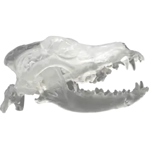 Canine Skull Clear Canine Skull Clear