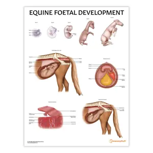 Equine Foetal Development Chart : Poster