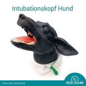 Canine Intubation Head