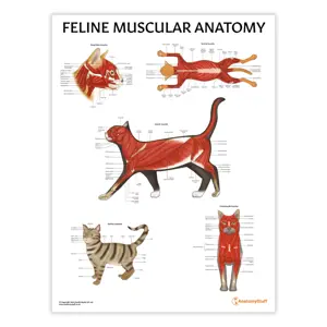Feline Muscular Anatomy Chart : Poster