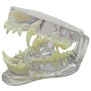 Transparent Canine Jaw Model