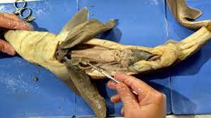Dissection 101 Dogfish Shark Dissection