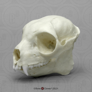 Sifaka Lemur Skull (1)