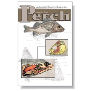An Illustrated Dissection Guide To The Mexican Gray Perch