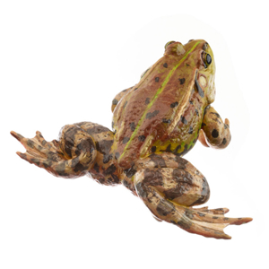 POOL FROG BROWNISH MORPH, MALE