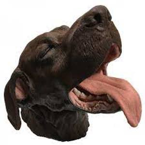 Canine Dental Technician Model Canine Dental Technician Model