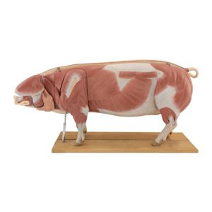 Pig: SIM MOD