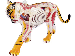 4D Vision Animal Tiger 4D Vision Animal Tiger