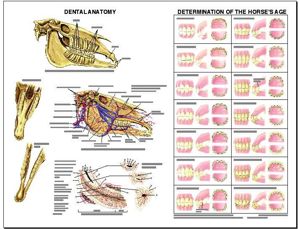 Equine Dental Anatomy Laminated Chart (1)