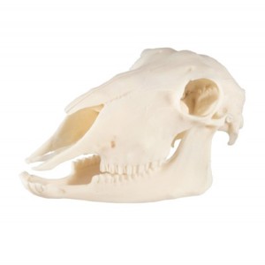 Sheep Skull, Plastic (1) Sheep Skull, Plastic (1)