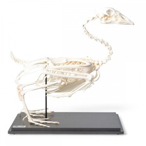 Goose Skeleton Goose Skeleton