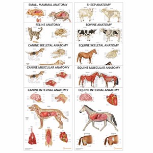 Veterinary Anatomy 10 Poster Collection (Laminated)