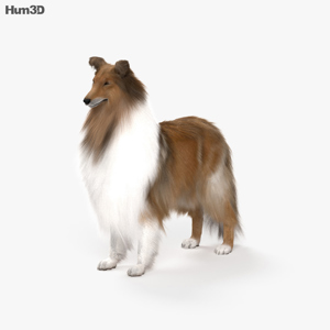 Rough Collie 3D Model Rough Collie 3D Model