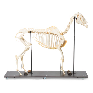 Horse Skeleton (Equus Ferus Caballus), Female, Specimen