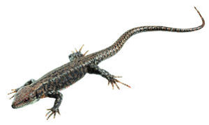 Common Wall Lizard, Male Common Wall Lizard, Male