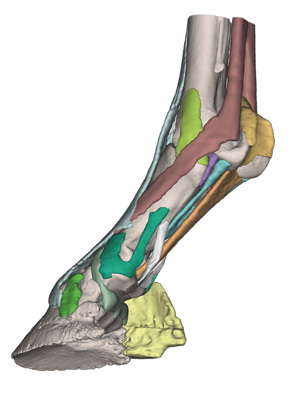 Foot Of The Horse As A Model Model 2