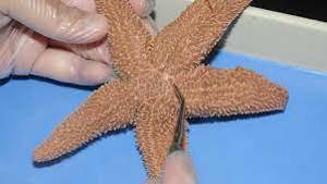 Dissection 101 Sea Star (Starfish)