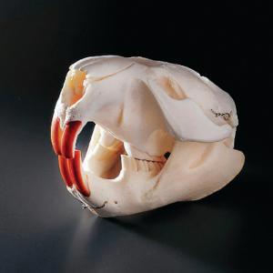 Beaver Skull, Ward’S® Beaver Skull, Ward’S®