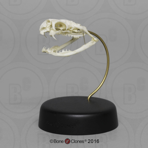 Black Mamba Skull