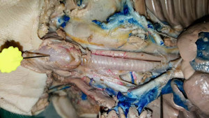 The Biology Corner Fetal Pig Dissection