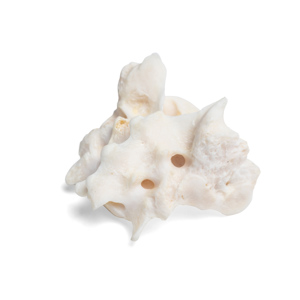 Dog (Canis Lupus Familiaris), Sacrum