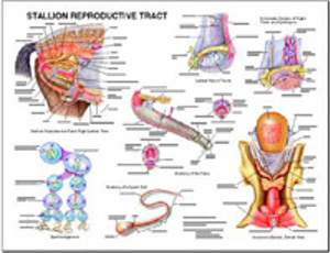 Equine Stallion Reproductive Anatomy Laminated Chart