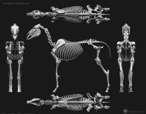 3D Horse Skeleton 3D Horse Skeleton