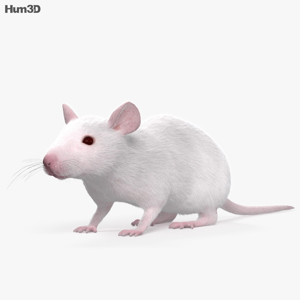 Mouse White 3D Model
